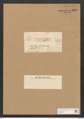 Berkeleya micans var. adriatica (Kuetz.) Grun. (de-Toni-Nr.: Genus 21, Species 1211) Zeichnungen Sammlung Grunow Nr. 2332 (NHMW-BOT-W0369460)